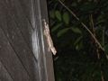 DSCF1055.JPG