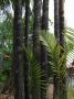 DSCF1062.JPG