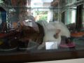 DSCF1067.JPG