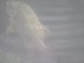 DSCF1173.JPG