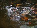 DSCF0731.JPG