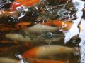 DSCF0735.JPG