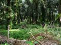 DSCF0466.JPG