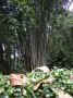 DSCF0580.JPG