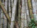DSCF0582.JPG
