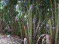 DSCF0974.JPG