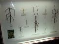 DSCF6305.jpg
