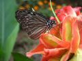 DSCF6313.jpg