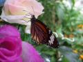 DSCF6324.jpg