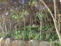 DSCF6437.jpg