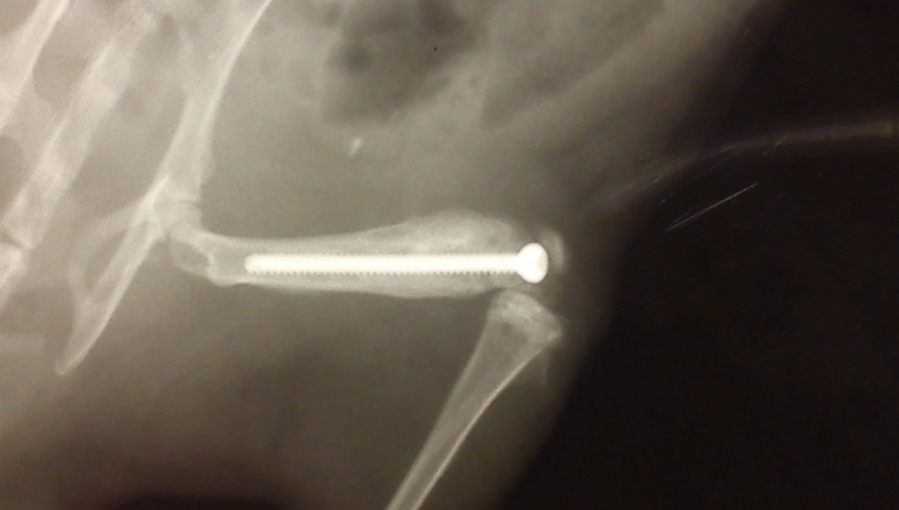 Перелом с установленным титановым имплантатом с кальций-фосфатным ПЭО-покрытием через 42 дня после операции